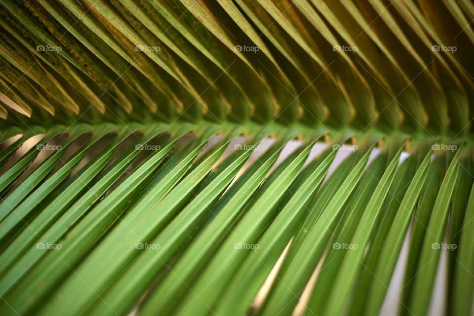 Palm Leaf