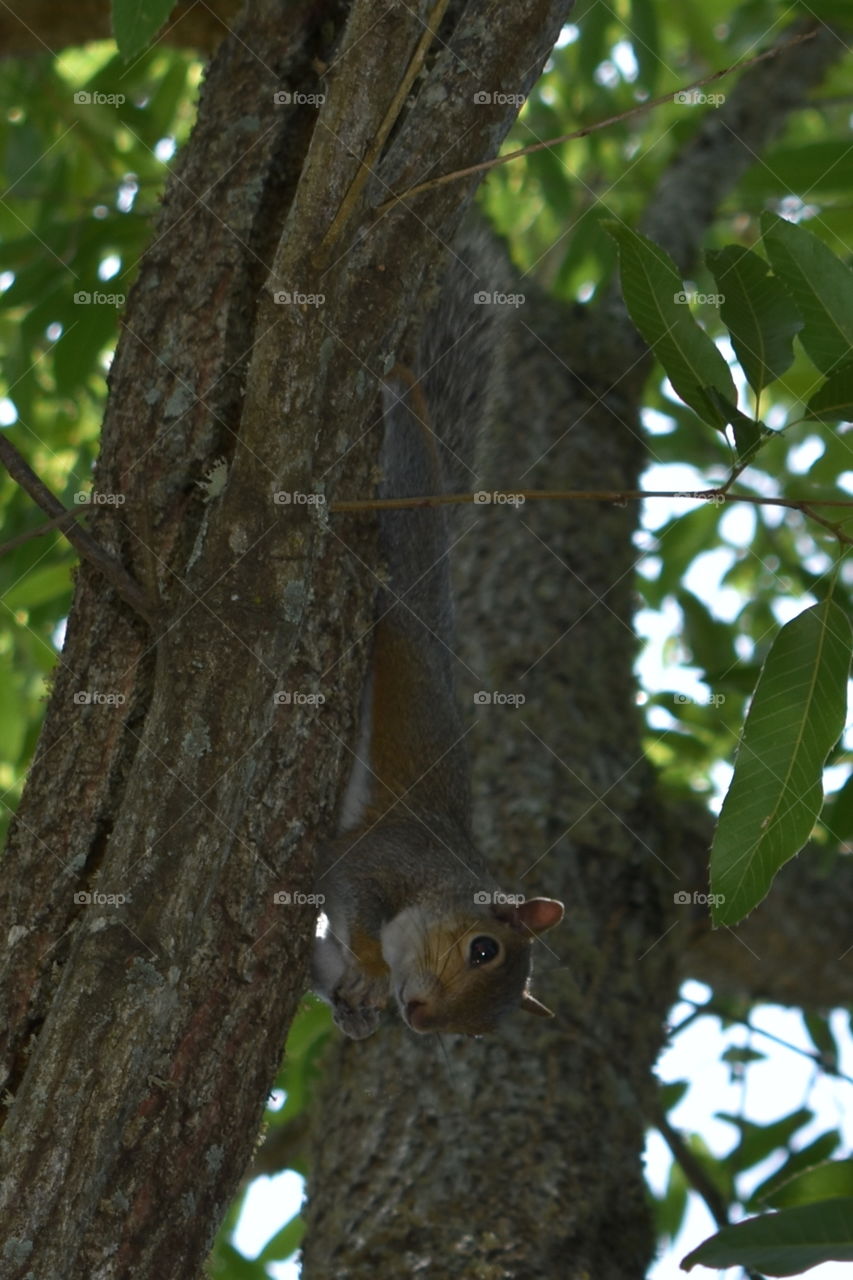Cute Squirrel Eating Acorns