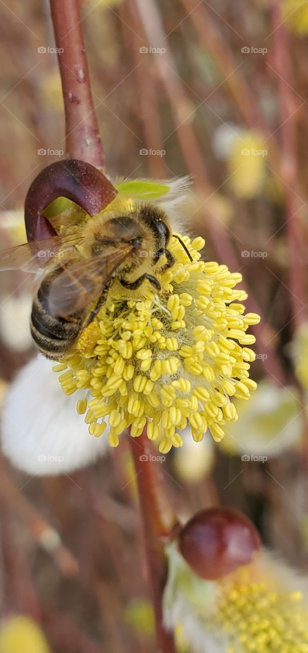 Bee on a willow bloom