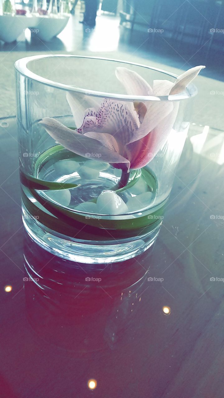 flower in glass of water