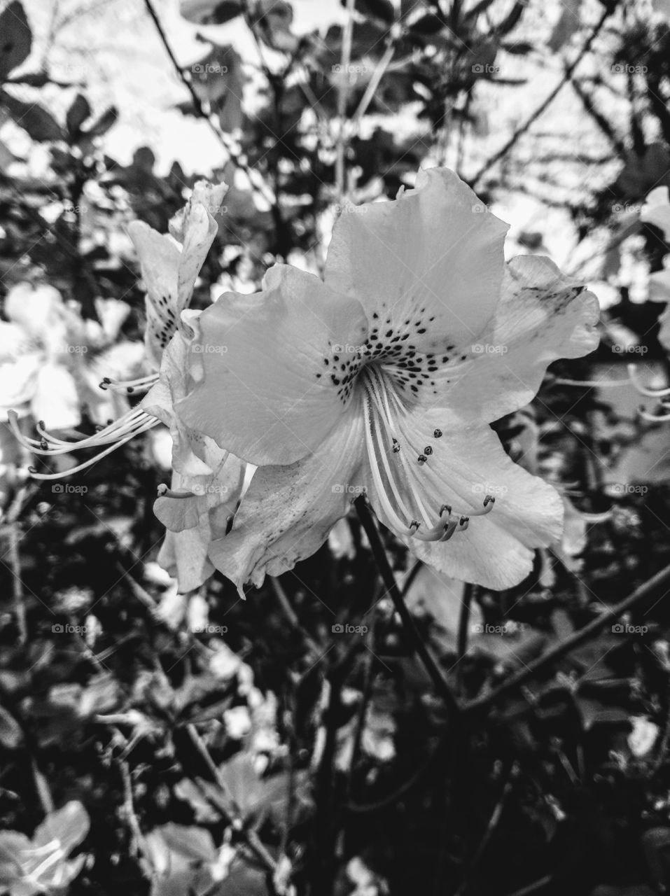 The script of the inner core