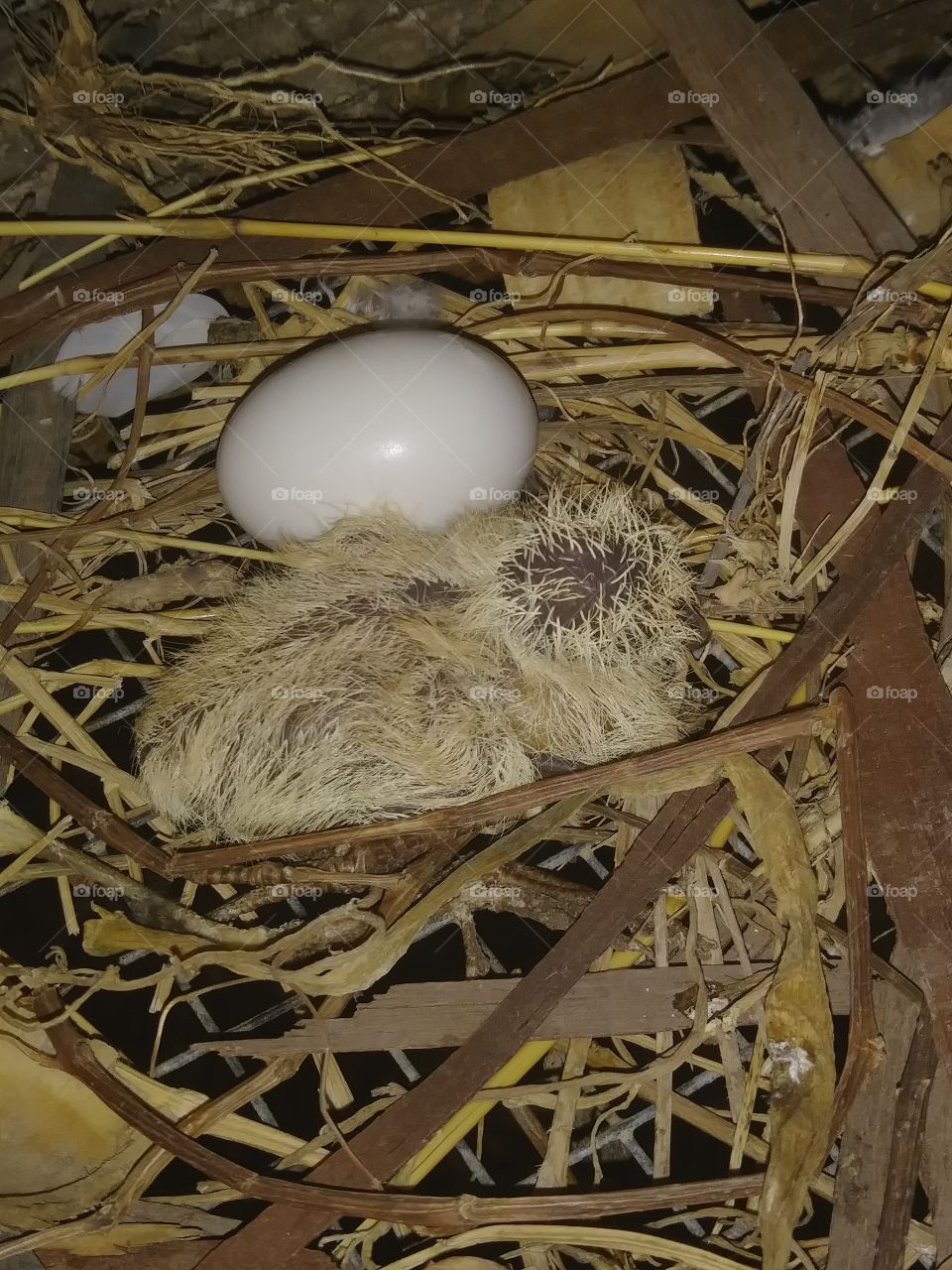 Baby Dove And Its Unborn Sibling