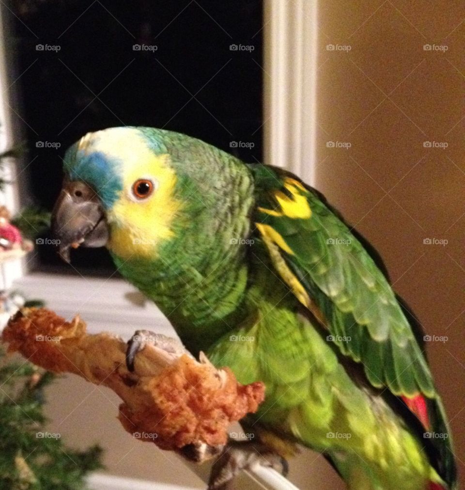 Parrot enjoying a fried chicken leg