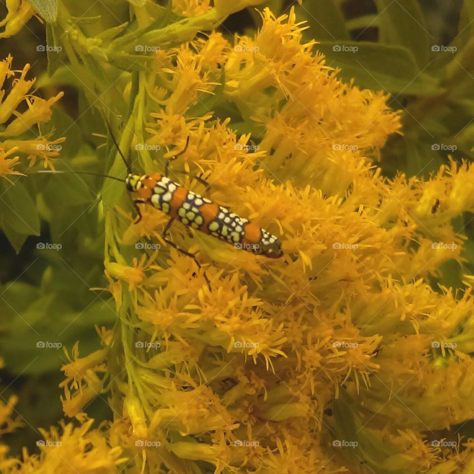 Ailanthus webworm moth