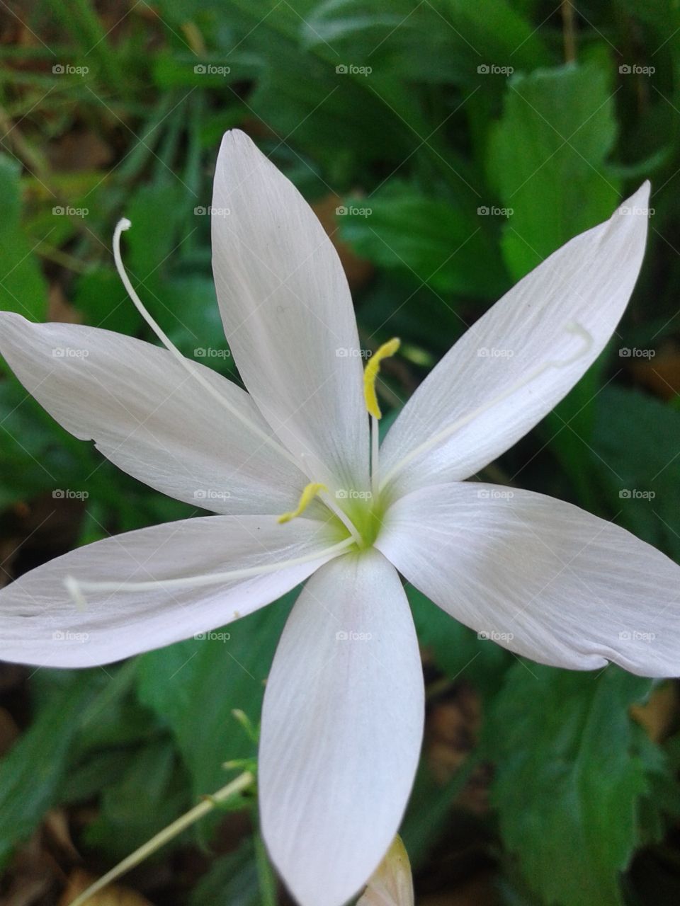 flower