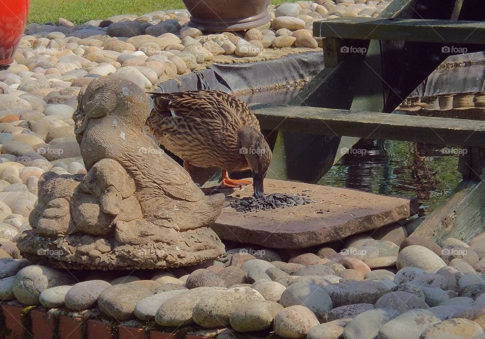 Duck feeding at pond 