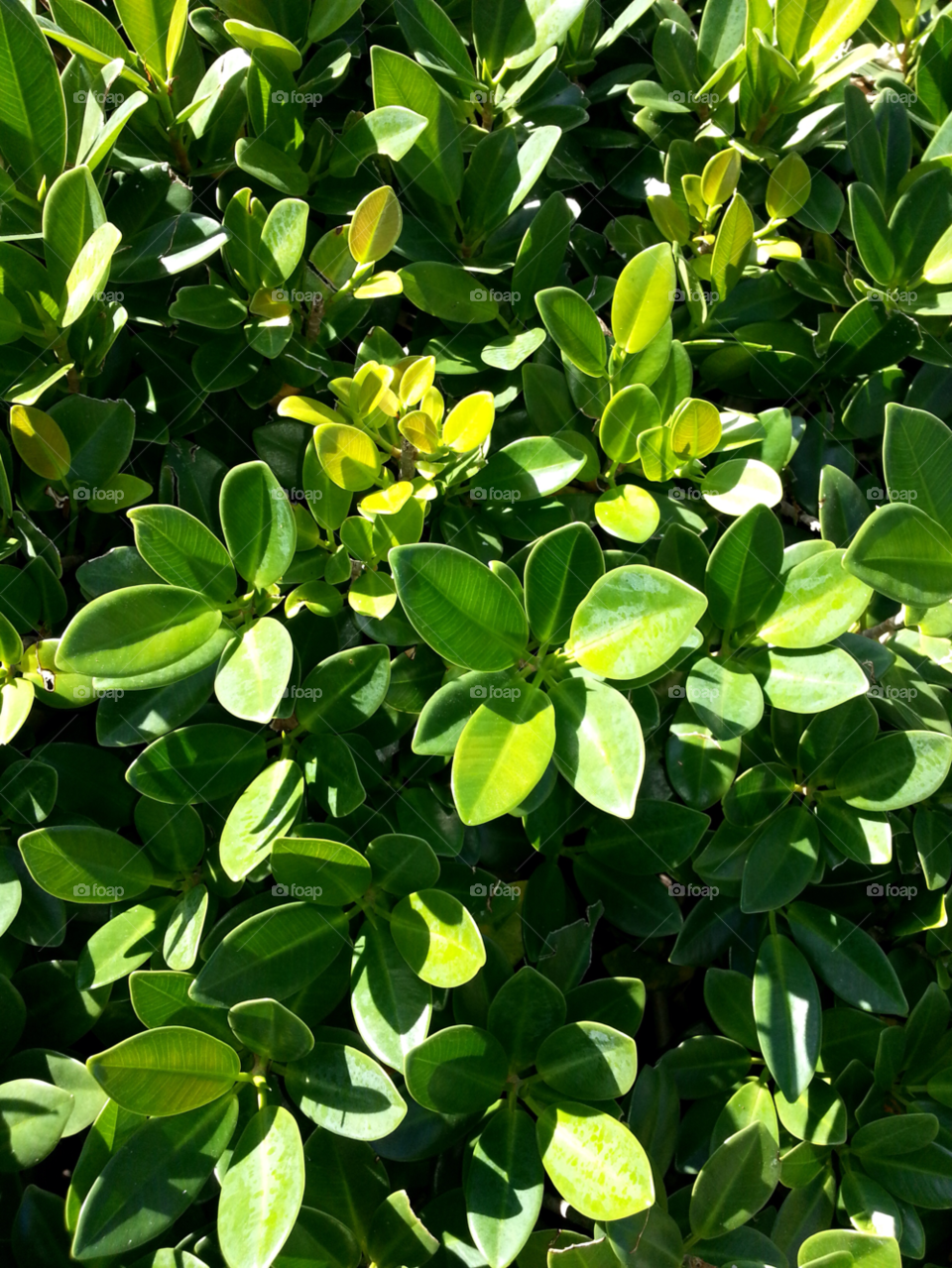 green flora nature background by jmsilva59