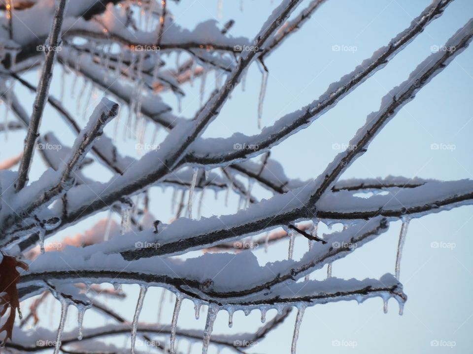 Tree in winter 