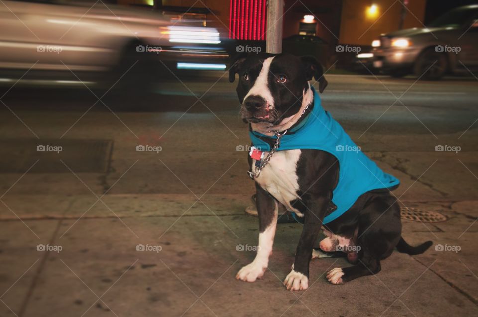 Very good boy service dog waiting outside on the street in Los Angeles Hollywood boulevard