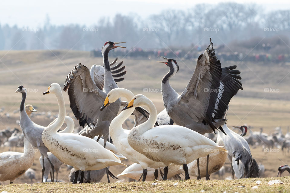 Cranes dancing surrounded by swans at lake Hornborga Sweden, dansande tranor omgivna av sångsvanar , trandansen Hornborgasjön Sverige
