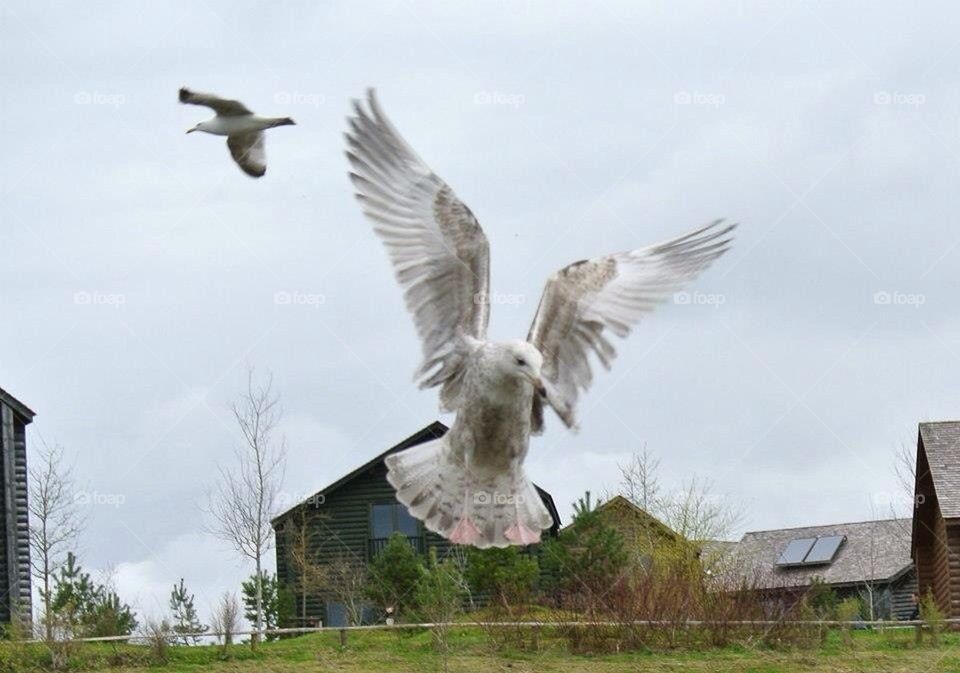 Seagull flight