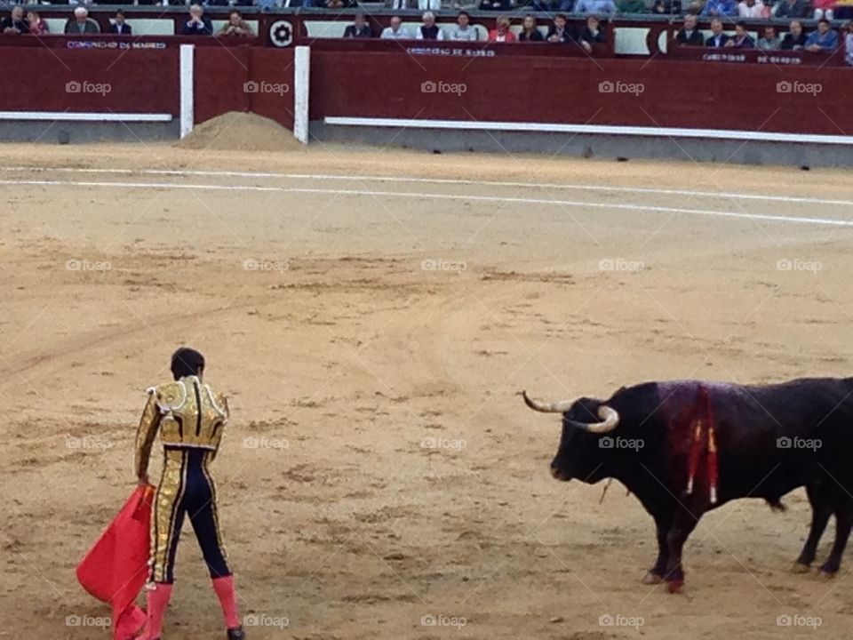 Bullring, Bullfighter, Bull, Courage, Stadium