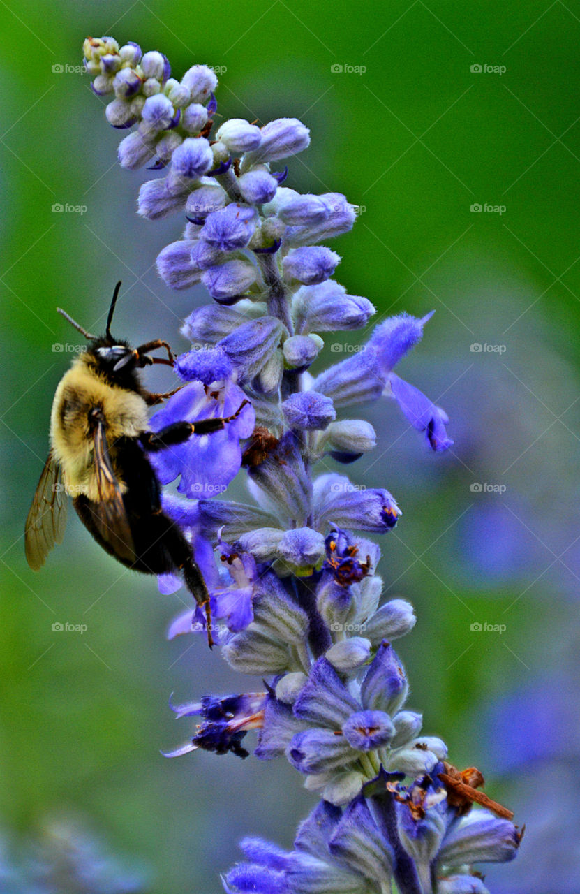 Bee's are one of natures most important insects! They feed on the nectar of flowers, pick up the pollen, and pollinate other flowers!