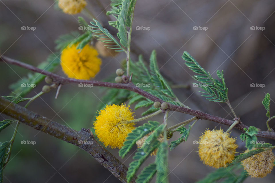 Not sure what these are, but they're interesting.