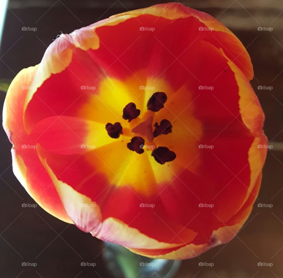 tulip