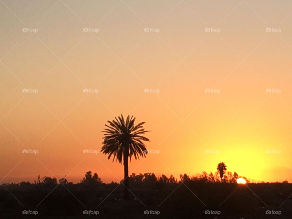 Beautiful palm tree and magic sunset