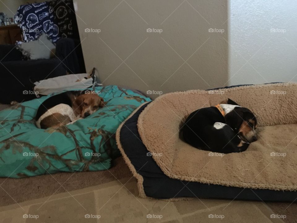 Two beds for each pups
