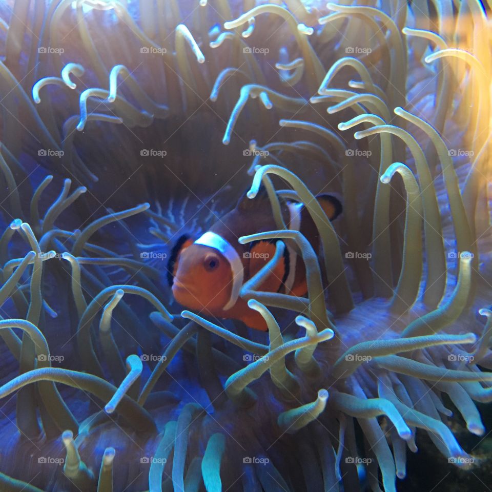 Aquarium - Clownfish