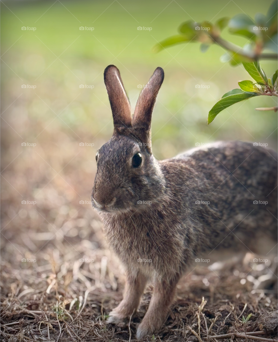 Binky the bunny resting before the sunsets.