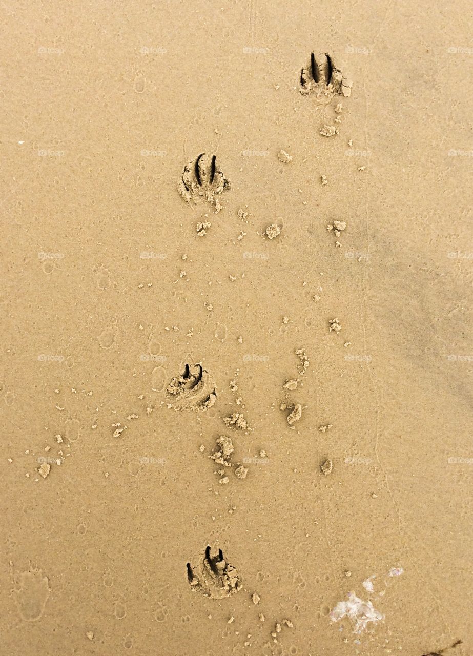 Paw Prints In The Sand