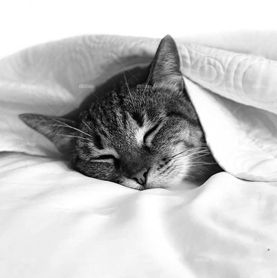 Black & white cat sleeping 