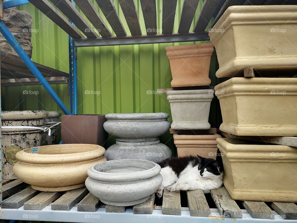 Cat amongst the pots