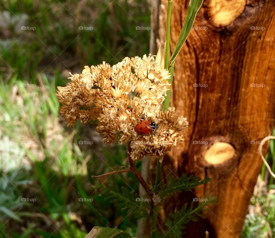 Ladybug on a Plant
