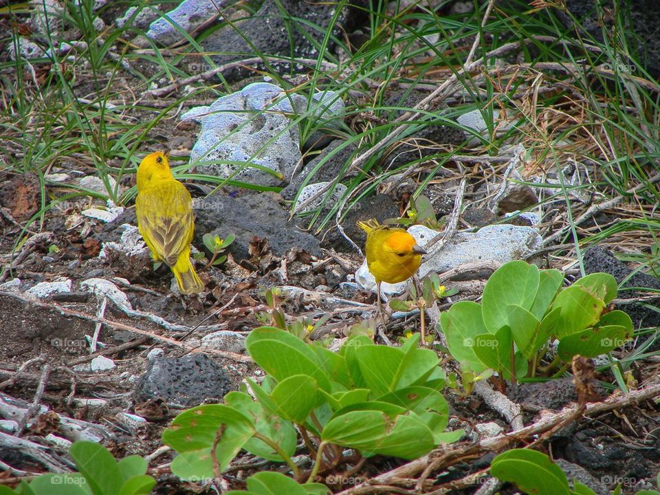 Yellow Birds