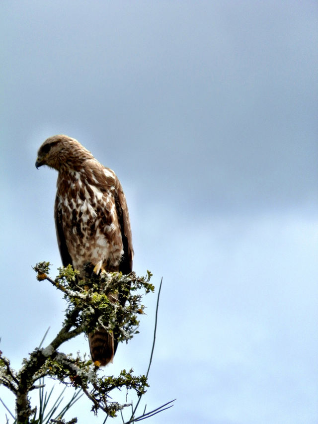 Falcon ,