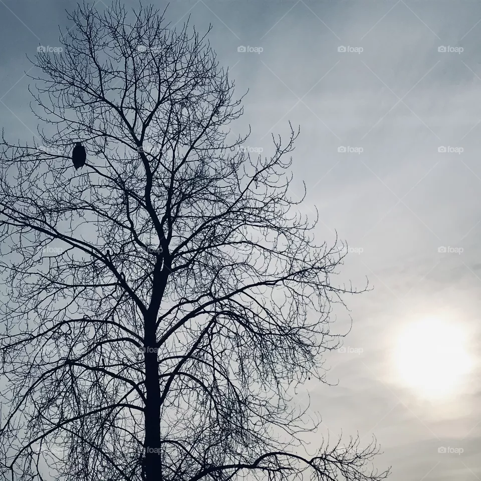 Eagle Eye