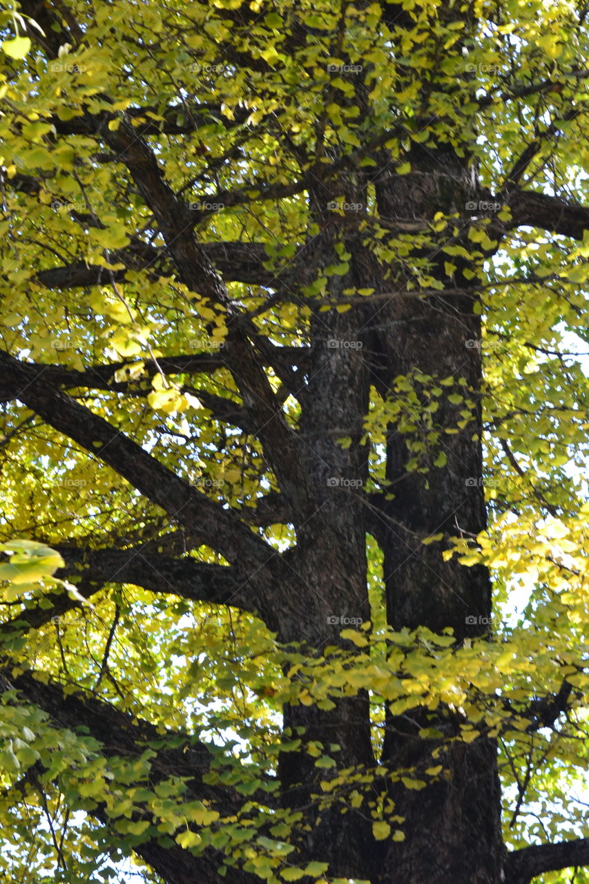 Trees of the Blue Ridge 