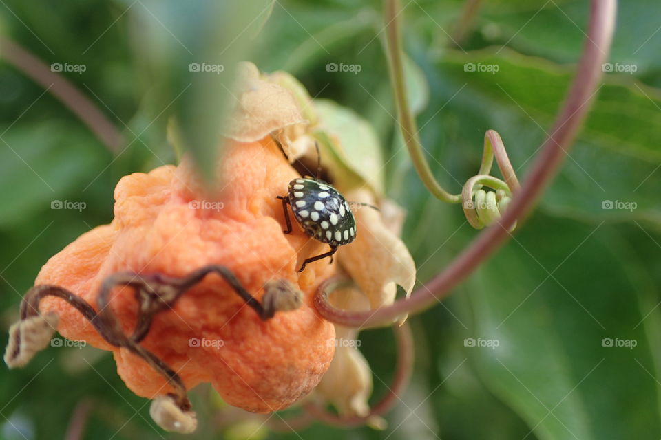 Bug on passiflore fruit