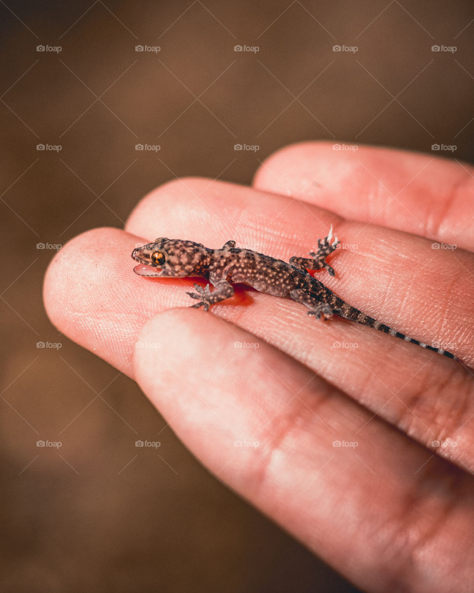 Holding a Gecko
