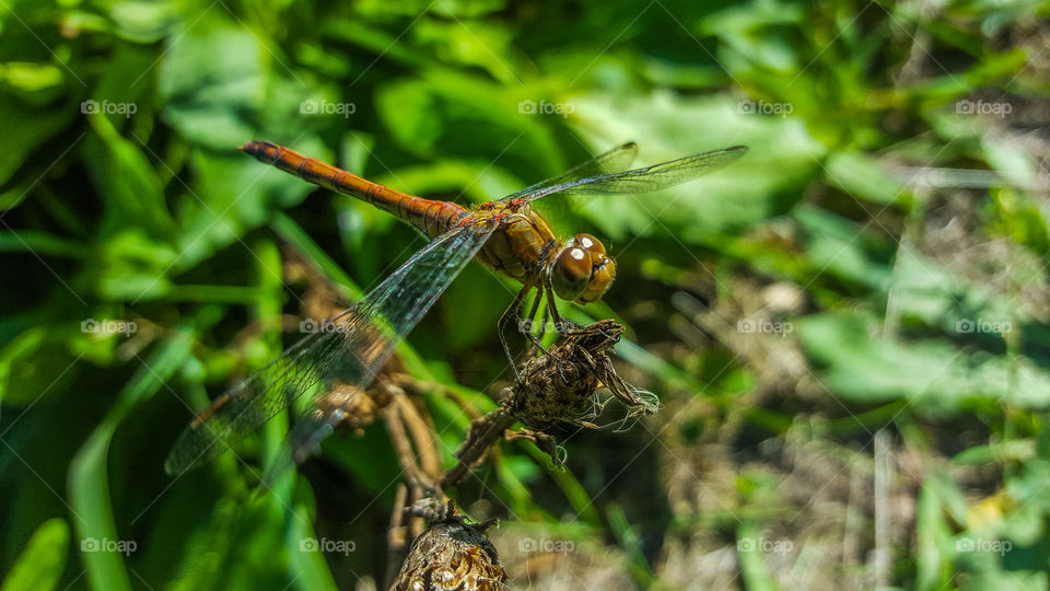 green is the mother of all colors