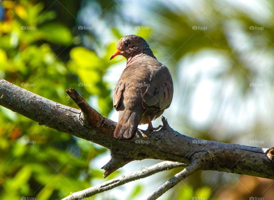 A beautiful common ground dove in southern Florida sits on a tree branch with side profile