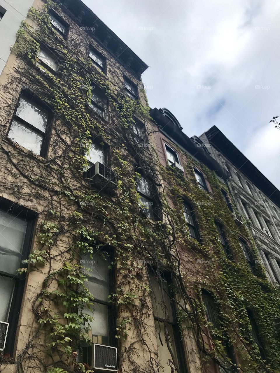 Architecture NYC vines on building