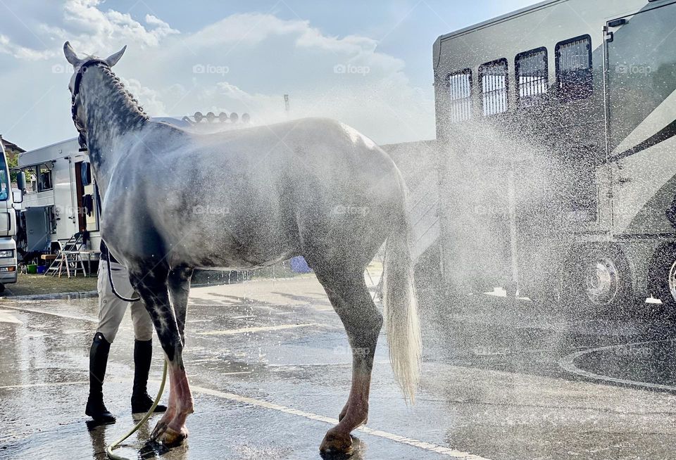 on a hot summer day, they bathe a horse on the pavement with a hose, sprays fly in different directions