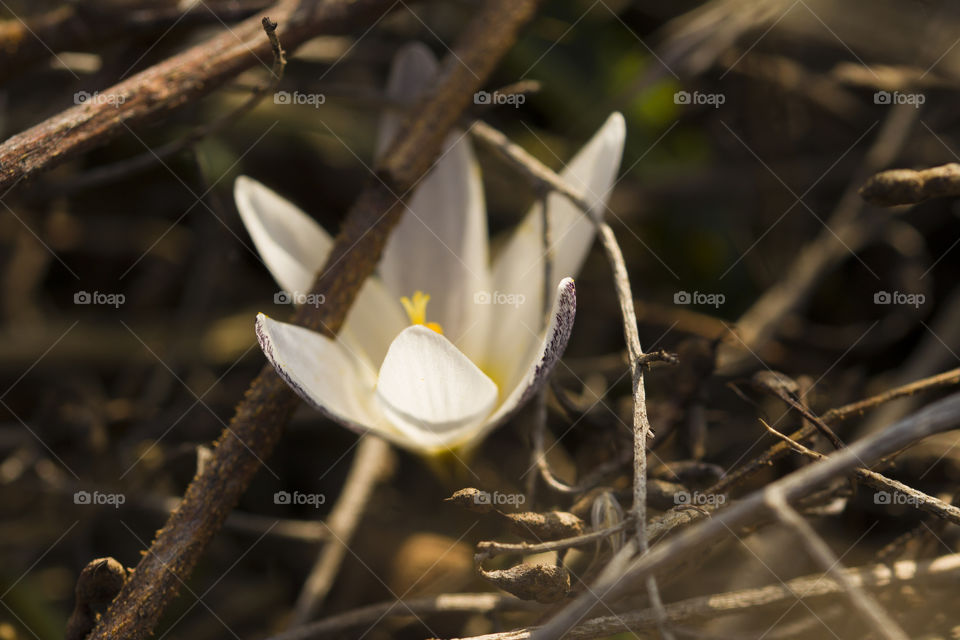 Crocus grows through the dry branches and falls leaves.  First sign of spring and New Life concept!