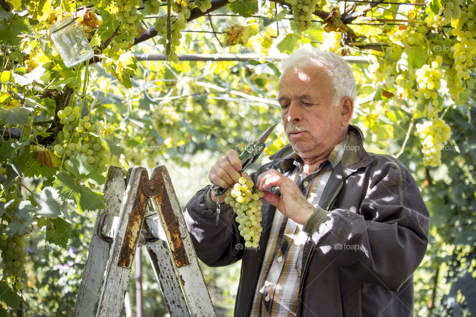 Autumn in the countryside. Elderly man holds bunch of grape in vineyard