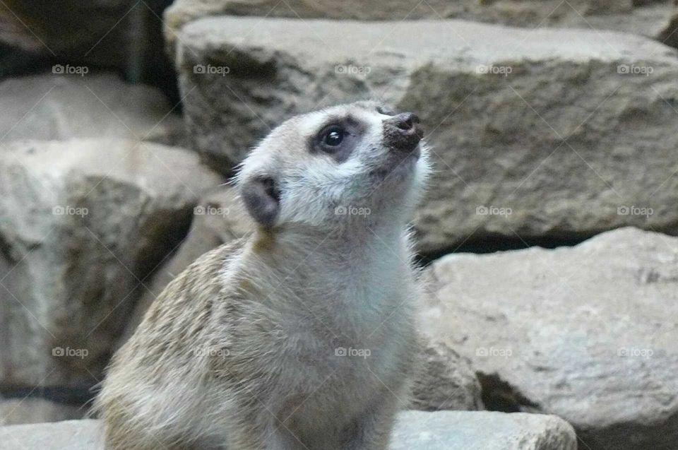 meerkat