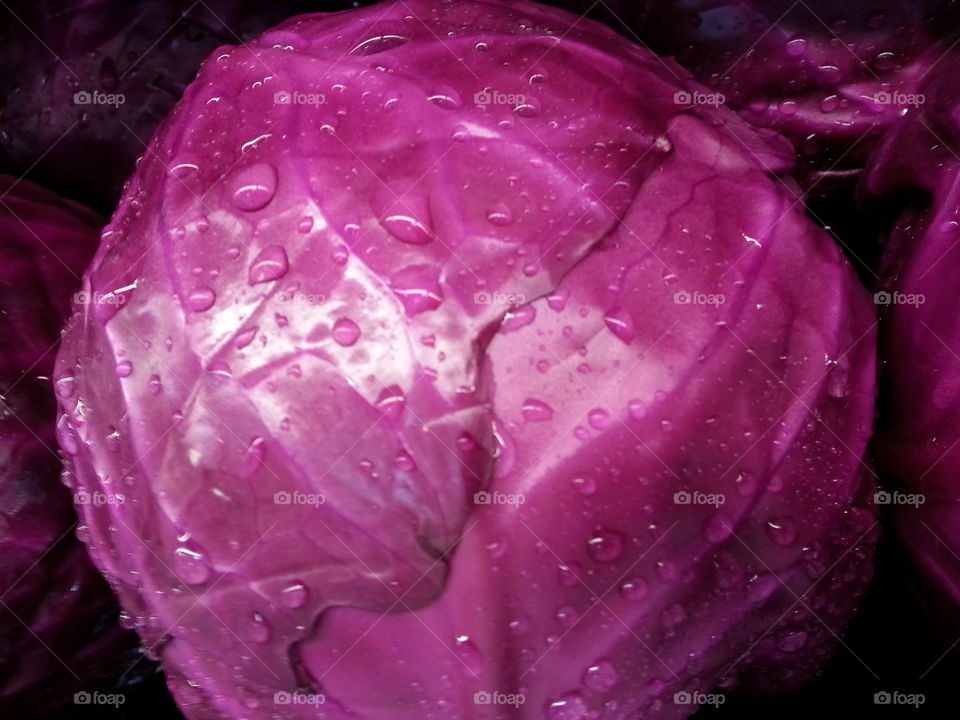 red cabbage. vegetable