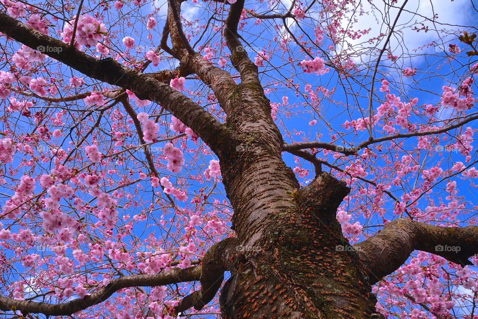 Low angle view of cherry blossom