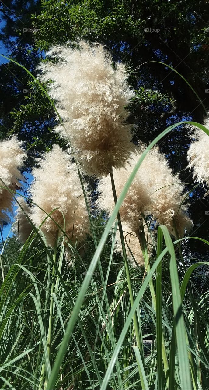 pampas grass