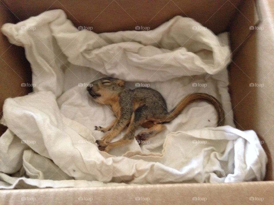 Rescued Squirrel (Eyes still closed)