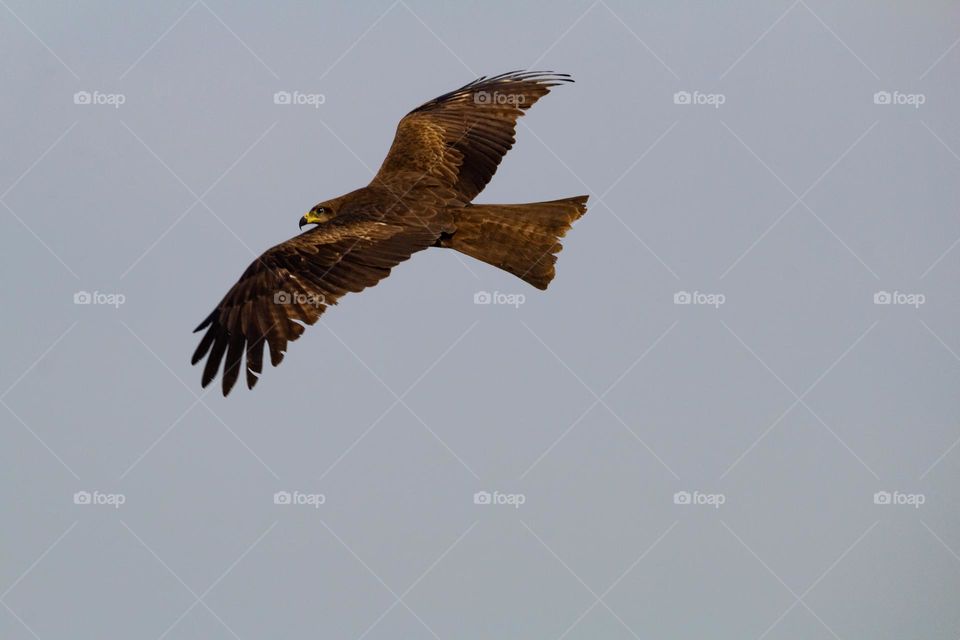 black kite