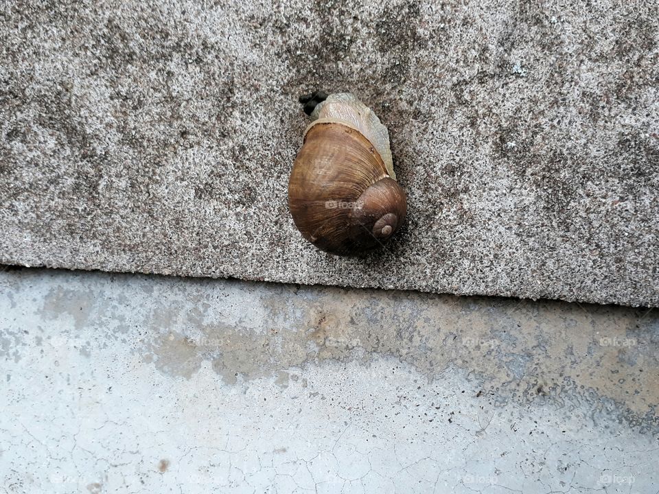 Big snail