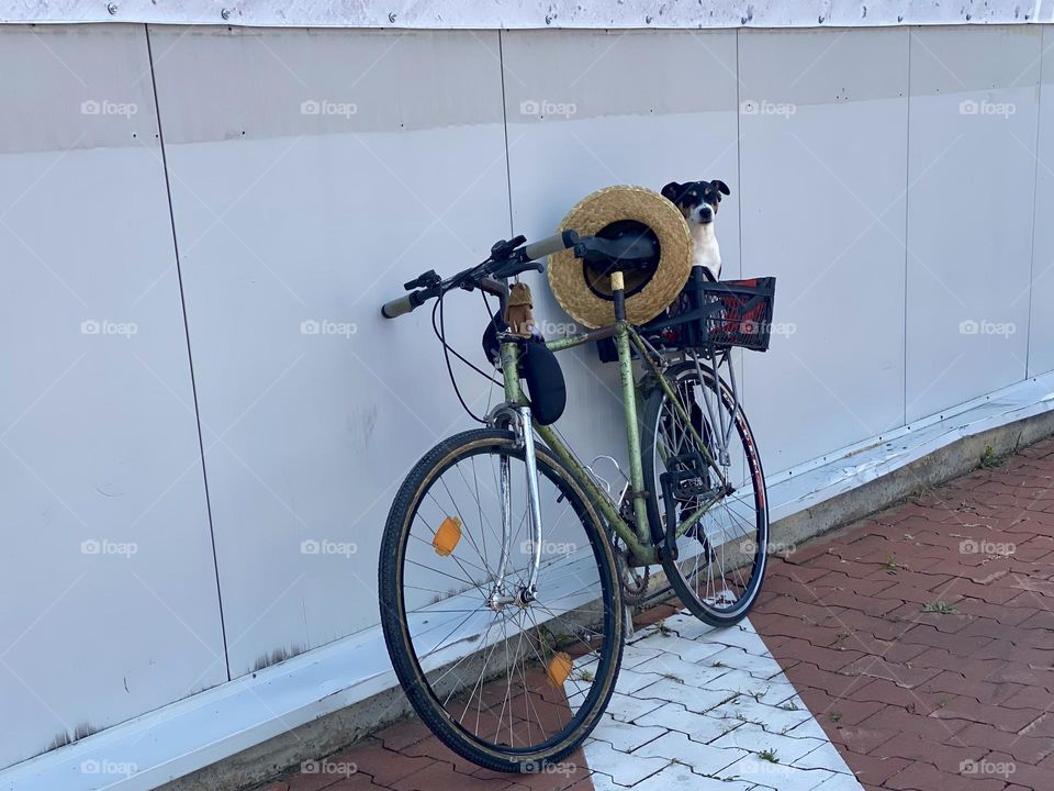 Bicycle with pet