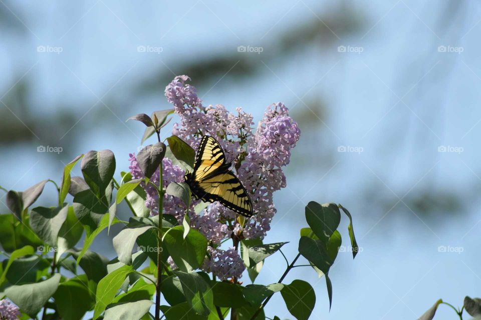 butterfly and lilac