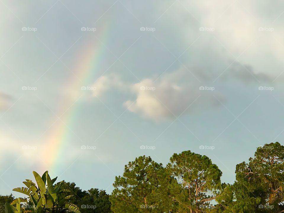 Beautiful rainbow over the tree tops.