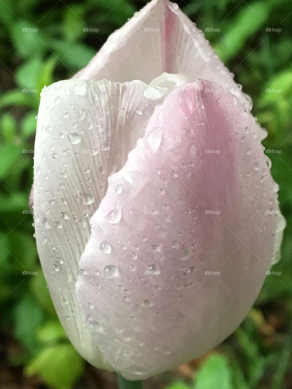 Blushing tulip with rain drops 